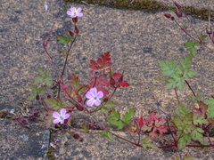 Geranium robertianum
