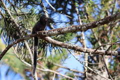 Callithrix penicillata