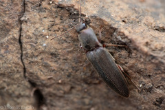 Melanotus longulus oregonensis