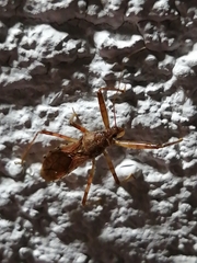 Rocconota annulicornis