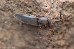 Melanotus longulus oregonensis