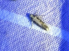 Ornativalva erubescens