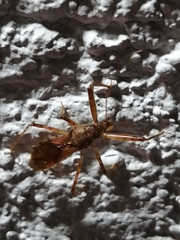 Rocconota annulicornis