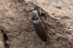 Melanotus longulus oregonensis