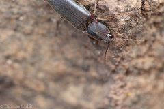 Melanotus longulus oregonensis