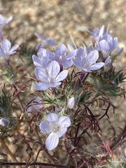 Eriastrum pluriflorum
