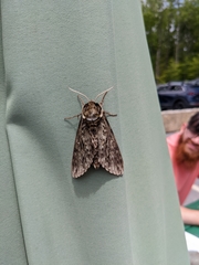 Ceratomia undulosa