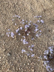 Eriastrum pluriflorum