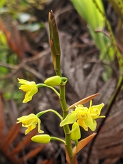 Coelogyne prolifera