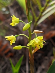 Coelogyne prolifera