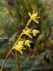 Coelogyne prolifera