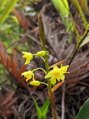 Coelogyne prolifera