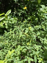 Hypericum frondosum