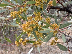 Eucalyptus leptophylla