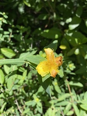 Hypericum frondosum