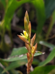 Coelogyne prolifera
