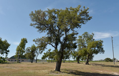 Hakea arborescens