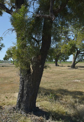 Hakea arborescens