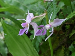 Calanthe puberula