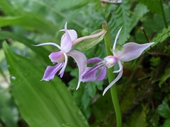 Calanthe puberula