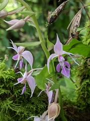Calanthe puberula