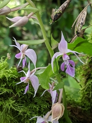 Calanthe puberula