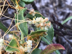 Cuscuta indecora