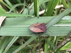 Chalcopis glandulosa