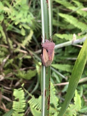Chalcopis glandulosa