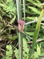 Chalcopis glandulosa