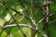 Phyllergates cucullatus