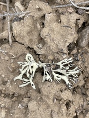 Xanthoparmelia chlorochroa