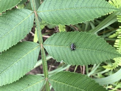 Hemithyrsocera vittata