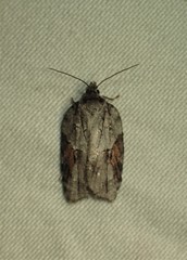 Acleris ptychogrammos