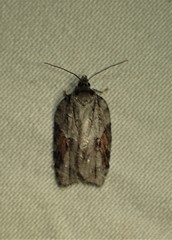 Acleris ptychogrammos