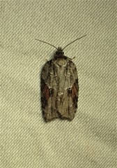 Acleris ptychogrammos