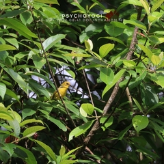 Cyanoderma chrysaeum