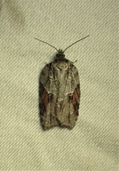 Acleris ptychogrammos