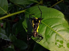 Micrathena vigorsi