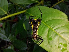 Micrathena vigorsi