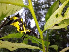 Micrathena vigorsi