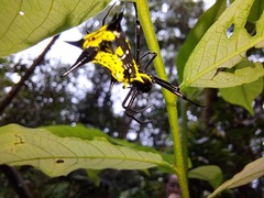 Micrathena vigorsi