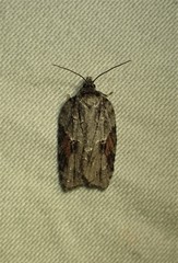 Acleris ptychogrammos
