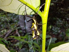 Micrathena vigorsi