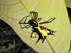 Micrathena vigorsi