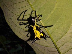 Micrathena vigorsi