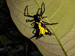 Micrathena vigorsi