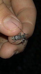 Graphisurus despectus