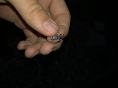 Graphisurus despectus