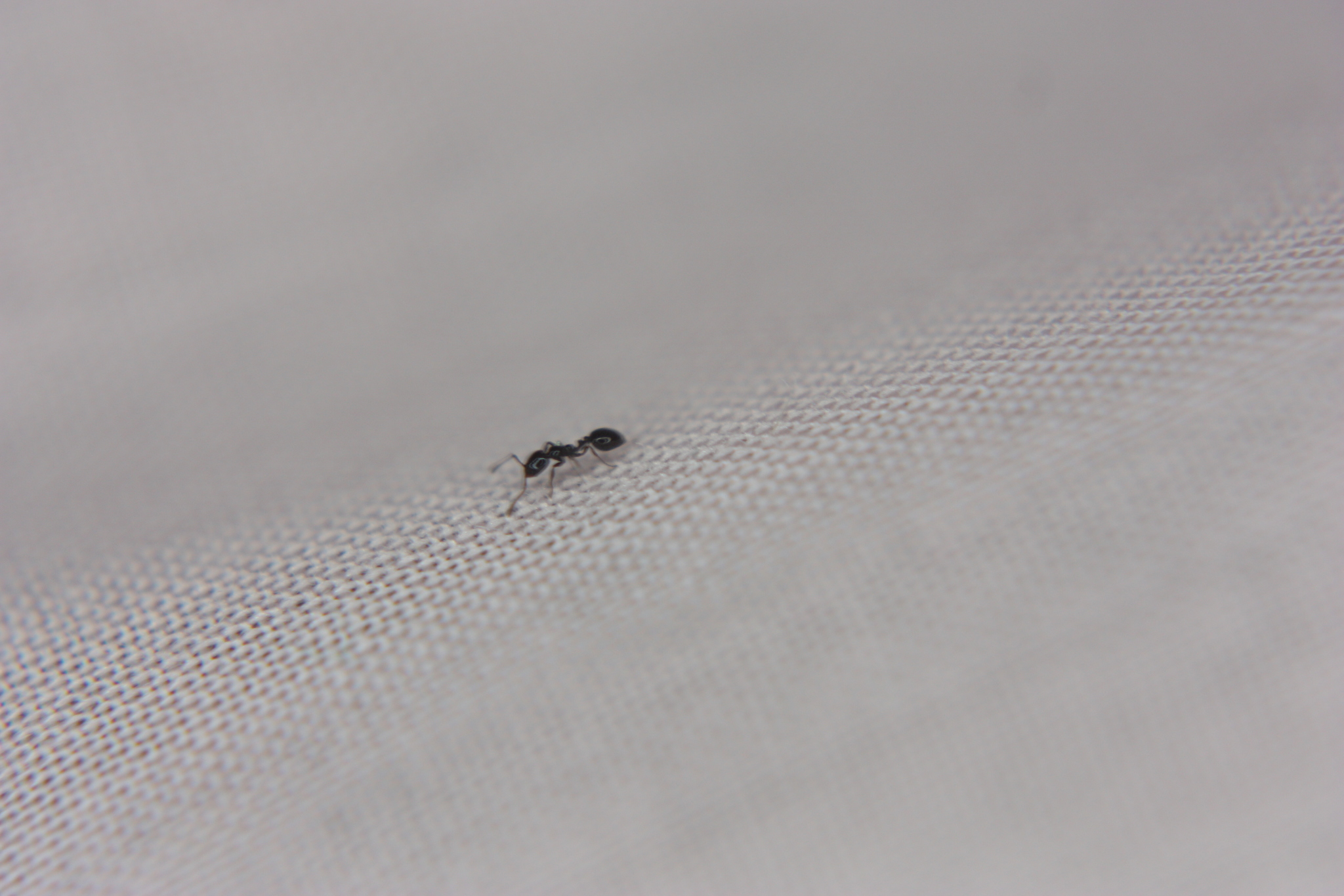 Monomorium monomorium